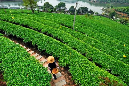  土壤養分檢測儀
